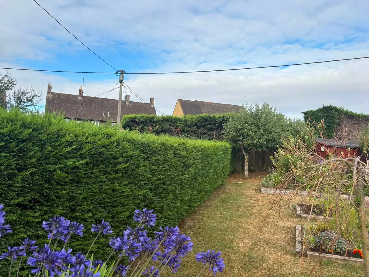 Trimmed hedge beside agapanthus in a Tewkesbury garden