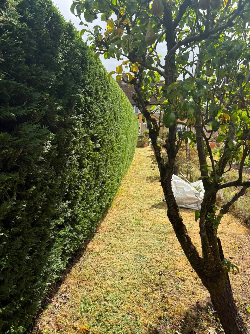 Conifer hedge reduction, Tewkesbury