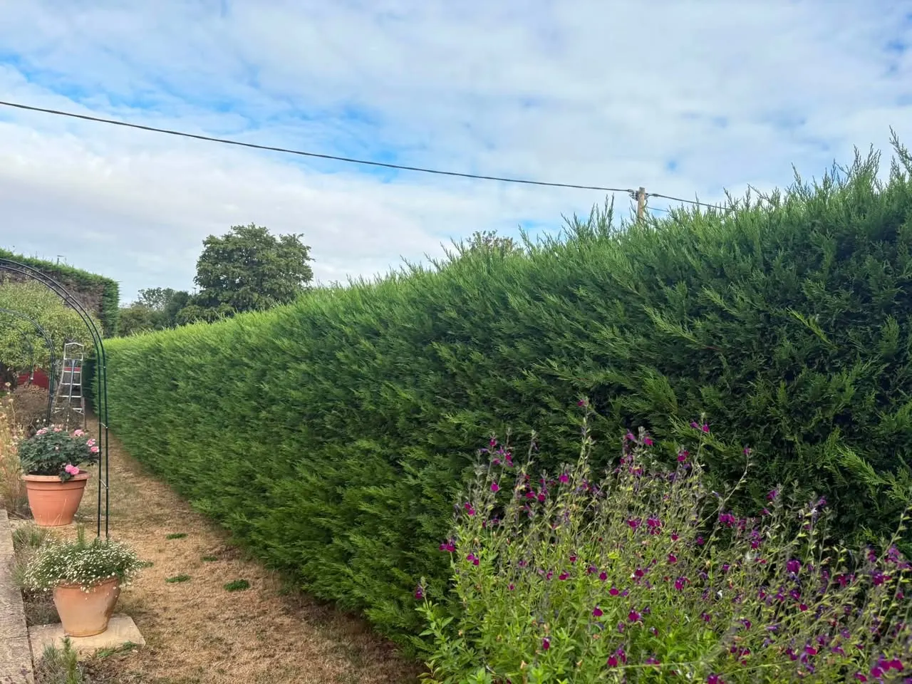 Hedge cutting and tree work