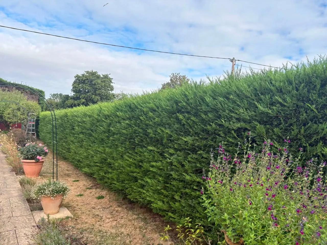 A tall conifer hedge freshly cut