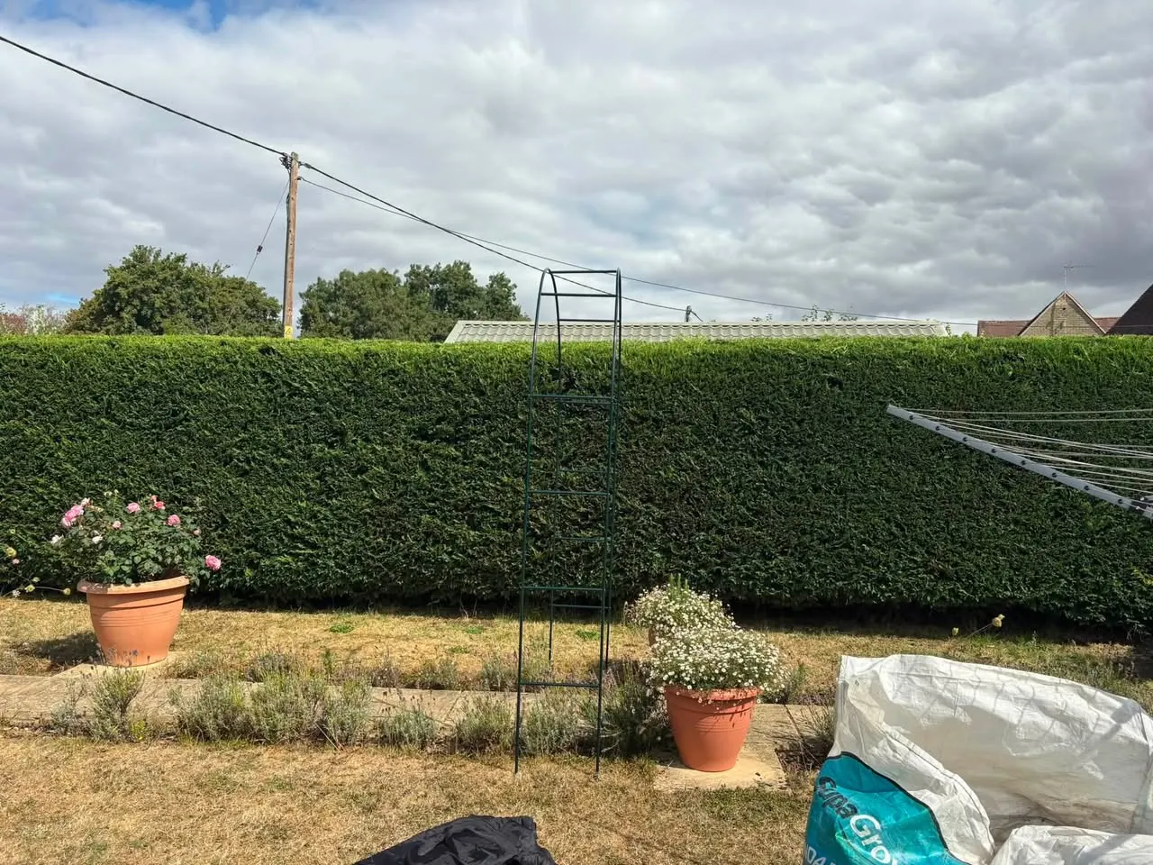 Garden hedge